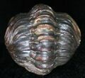 Bargain Enrolled Barrandeops (Phacops) Trilobite #11297-2